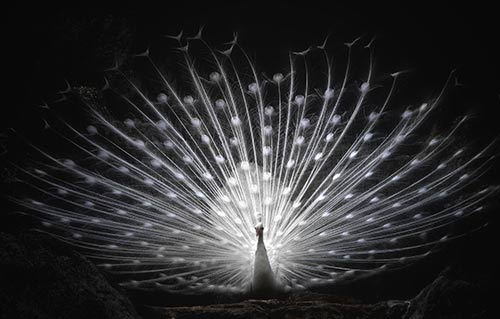 White Peacock on black background