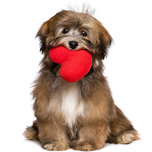 doggie with heart in mouth- loving oyur pet